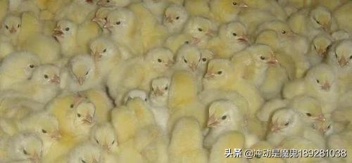 土鸡养殖技术视频_土鸡养殖技术视频讲解