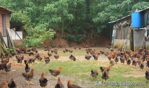 土鸡养殖技术视频_土鸡养殖技术视频讲解