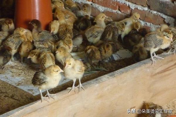 每日农经视频_每日农经视频吴兴祥韭菜根